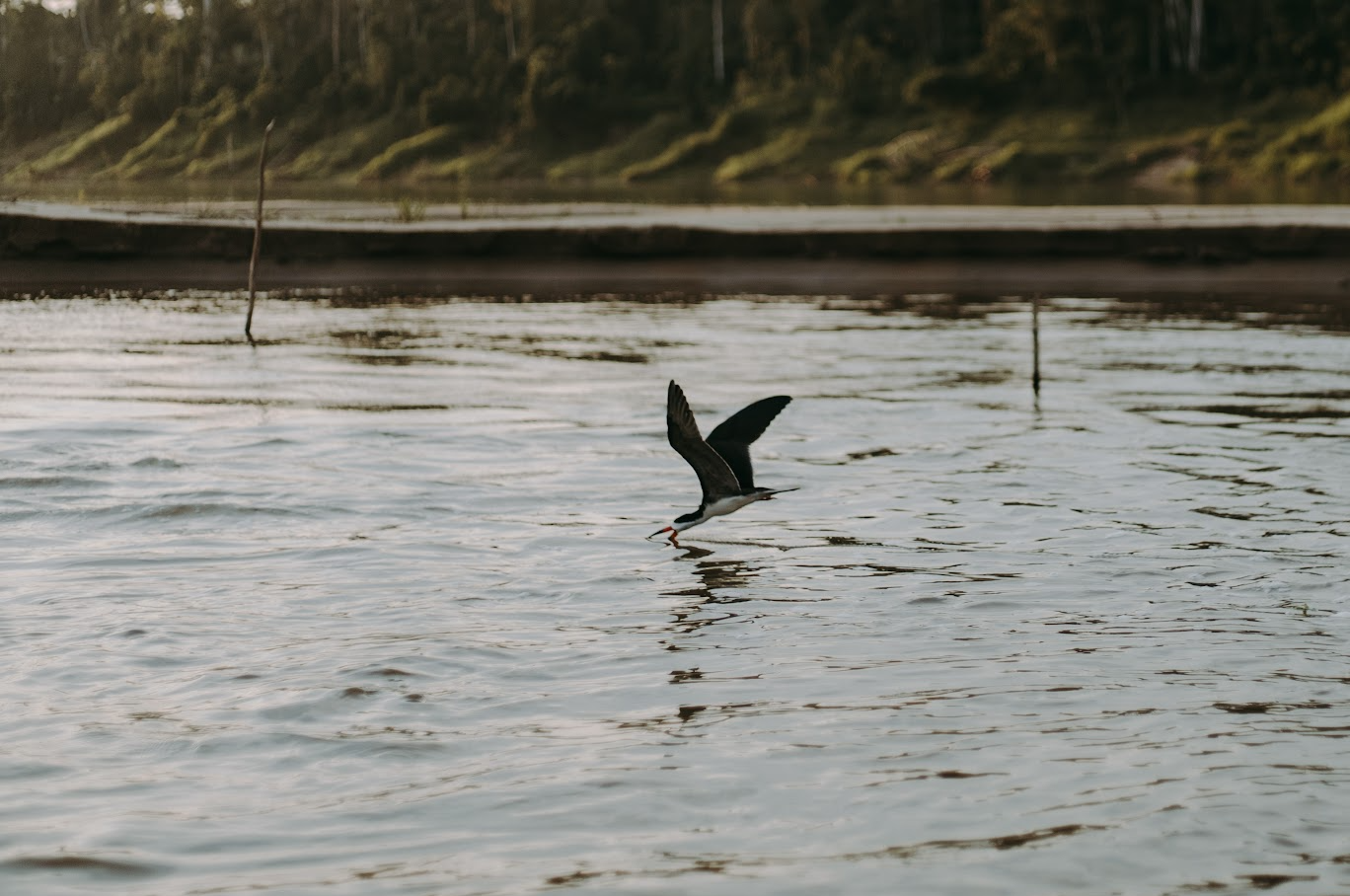 Seringueira Biodiversity